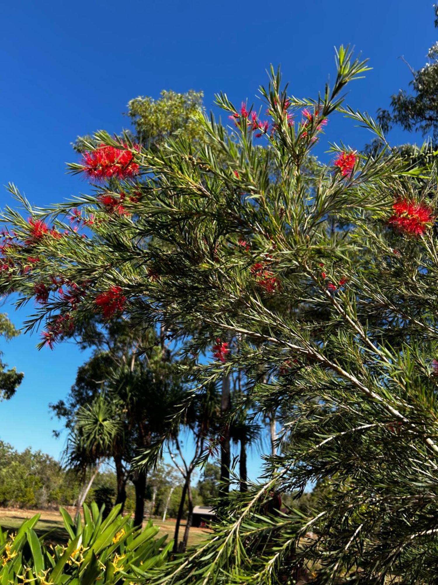 Litchfield Tropical Stay Batchelor 外观 照片